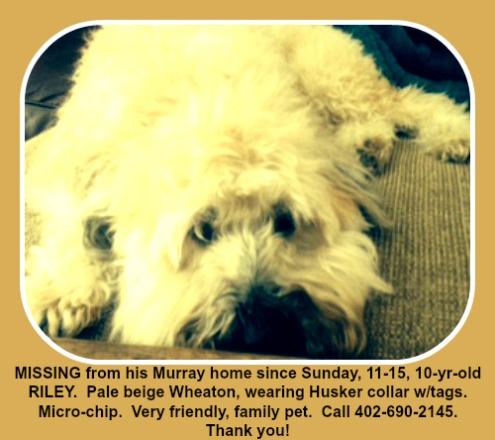 Lost dog