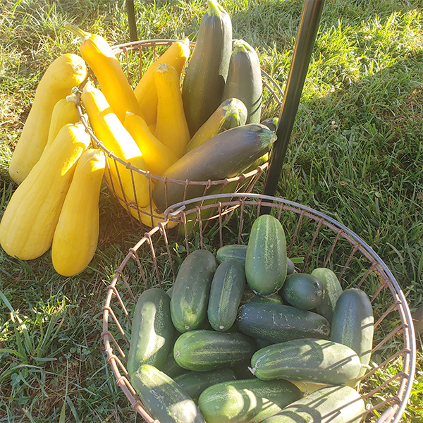 Farmers Market Elmwood 82121d