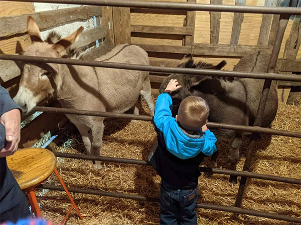 Living Nativity donkeys 2022