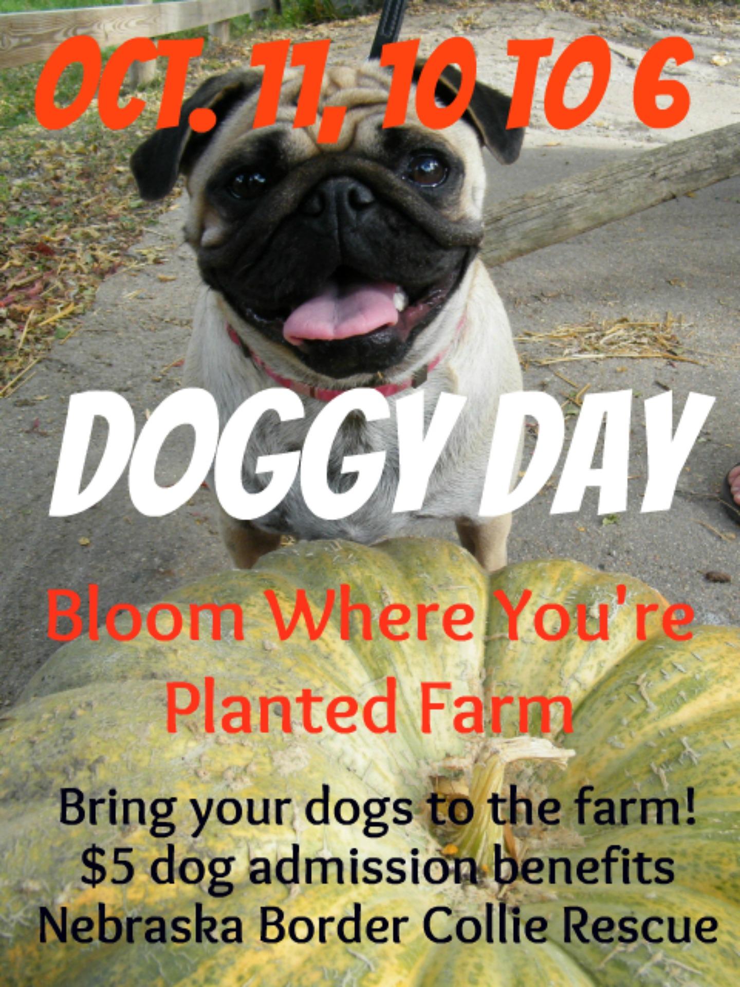 DoggyDay3
