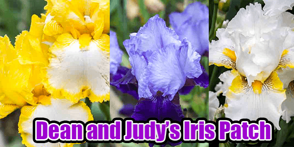 DeanandJudyDouglasIrisPatch