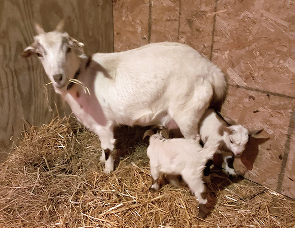 Living Nativity20191130 154707