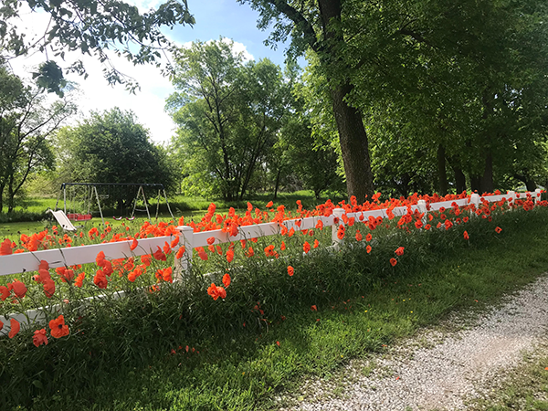poppiesElmwood