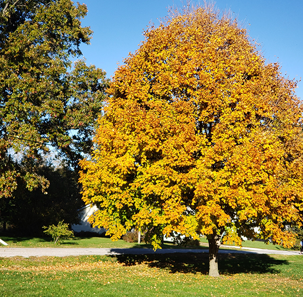 Elmwood fall 10122019