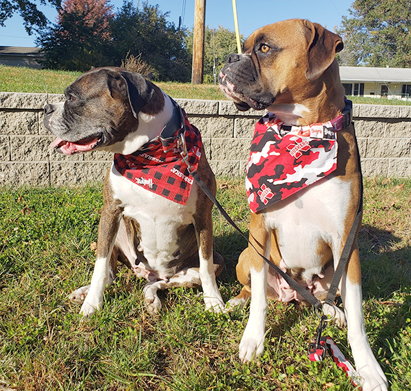 Elmwood fall dogs park10122019
