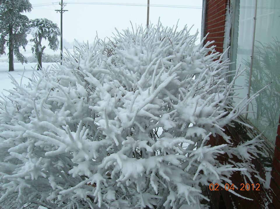 beckys bushes