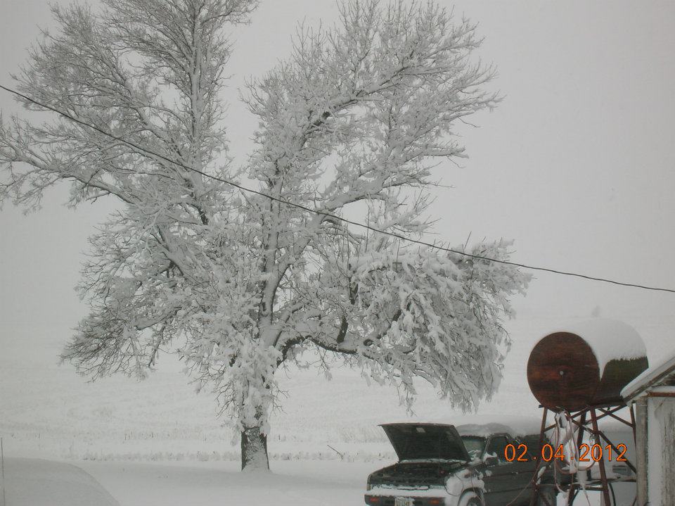 beckys tree