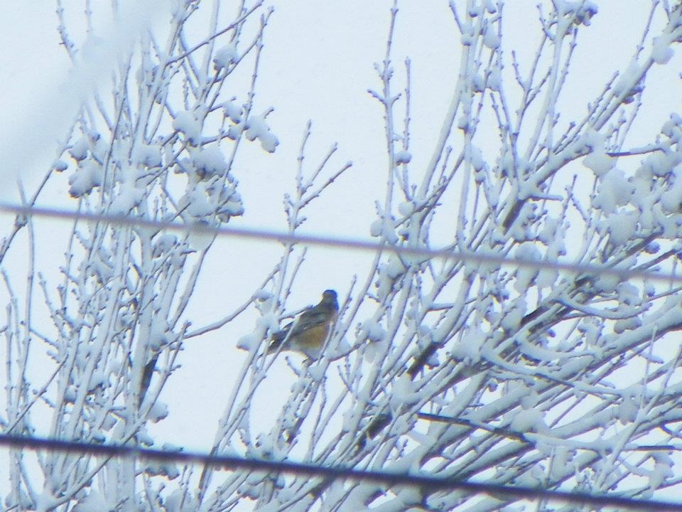 bird