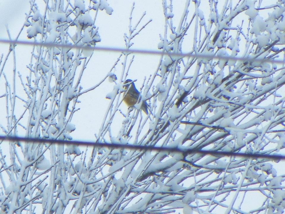 bird 2