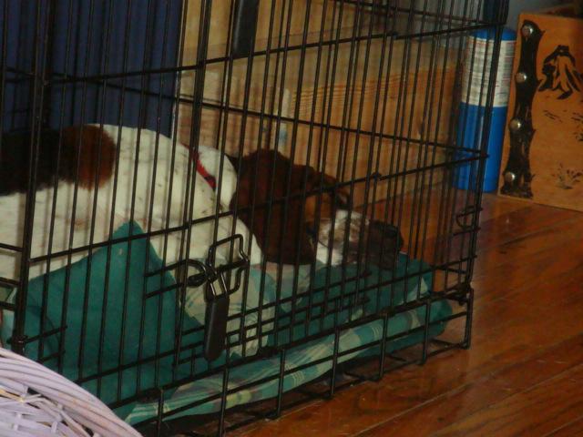 romeo