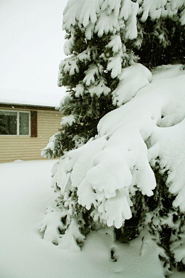 tree