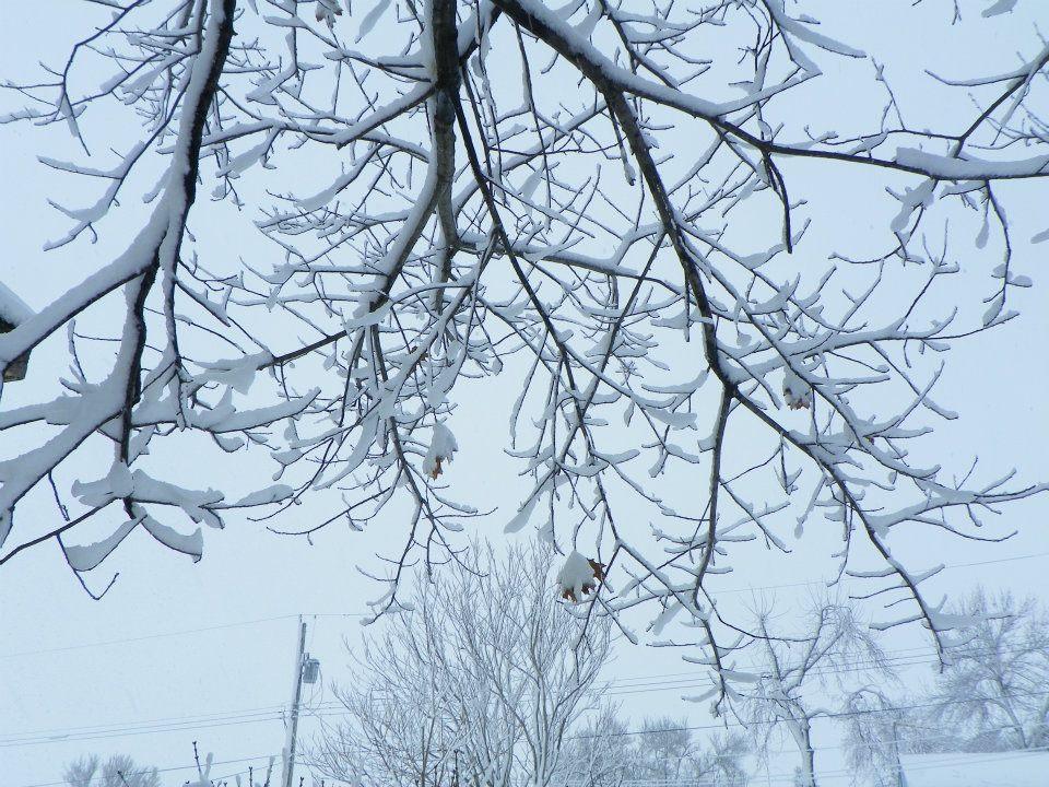 tree limb