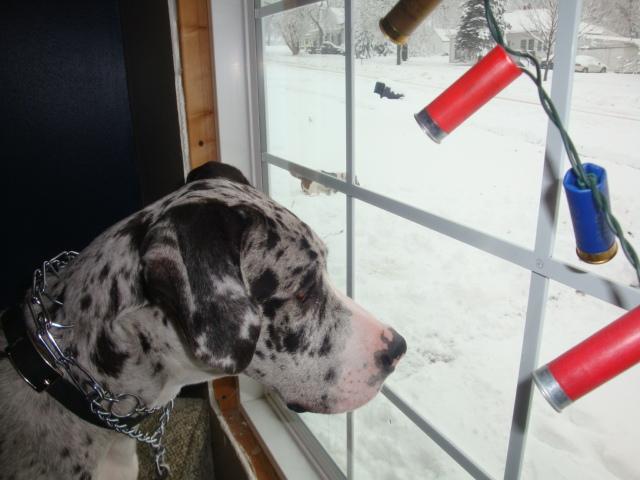 zoey wants_out