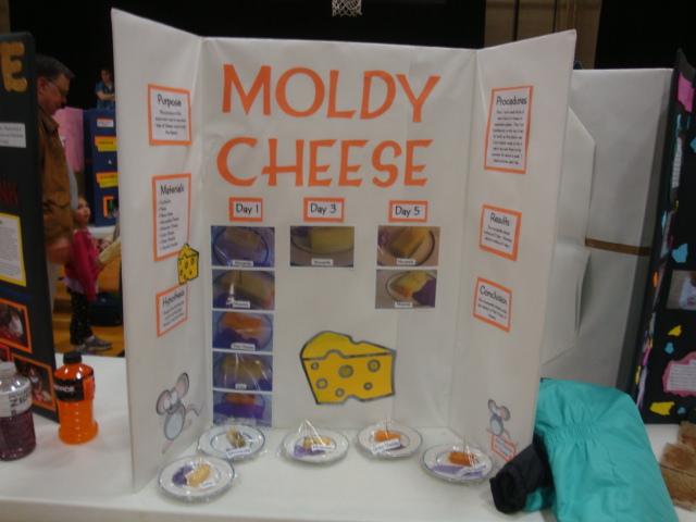 Moldy Cheese