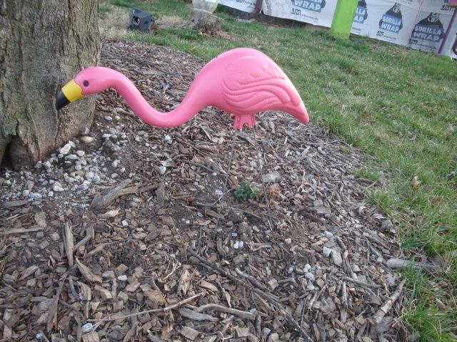 flamingo