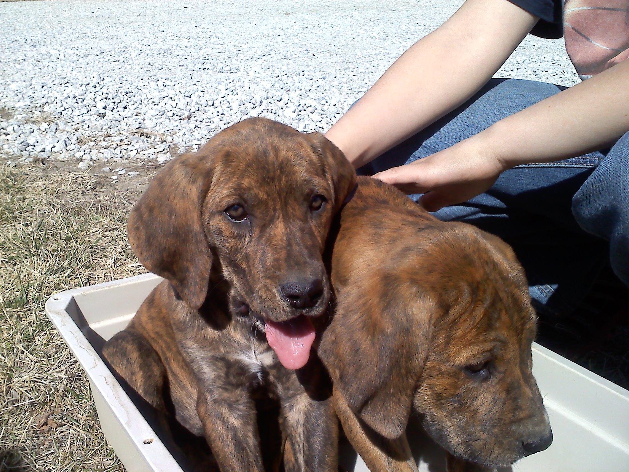 puppies 2