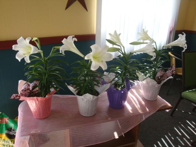 Lilies
