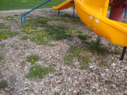 Park_before