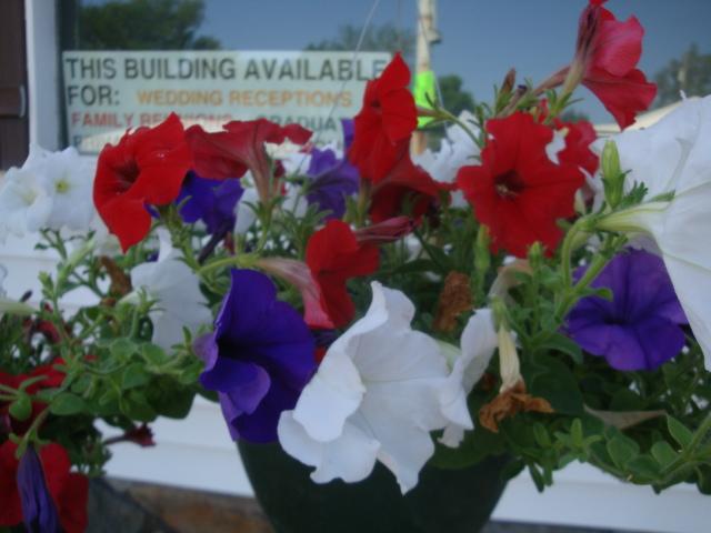 Cheer petunias