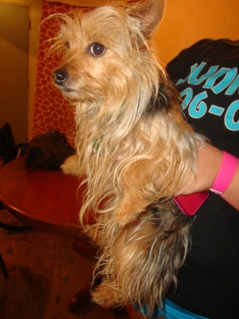 Lost Dog