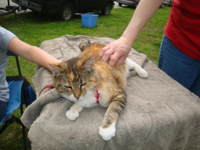 Park_pets_cat