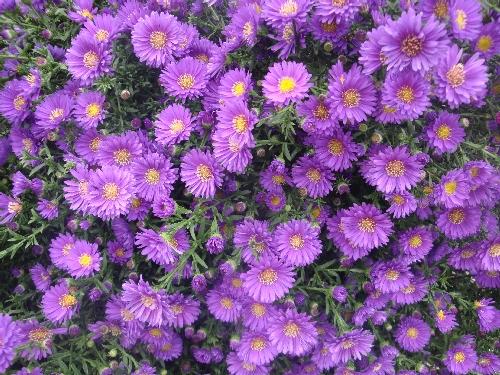 PP_flowers