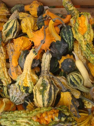 PP_gourds