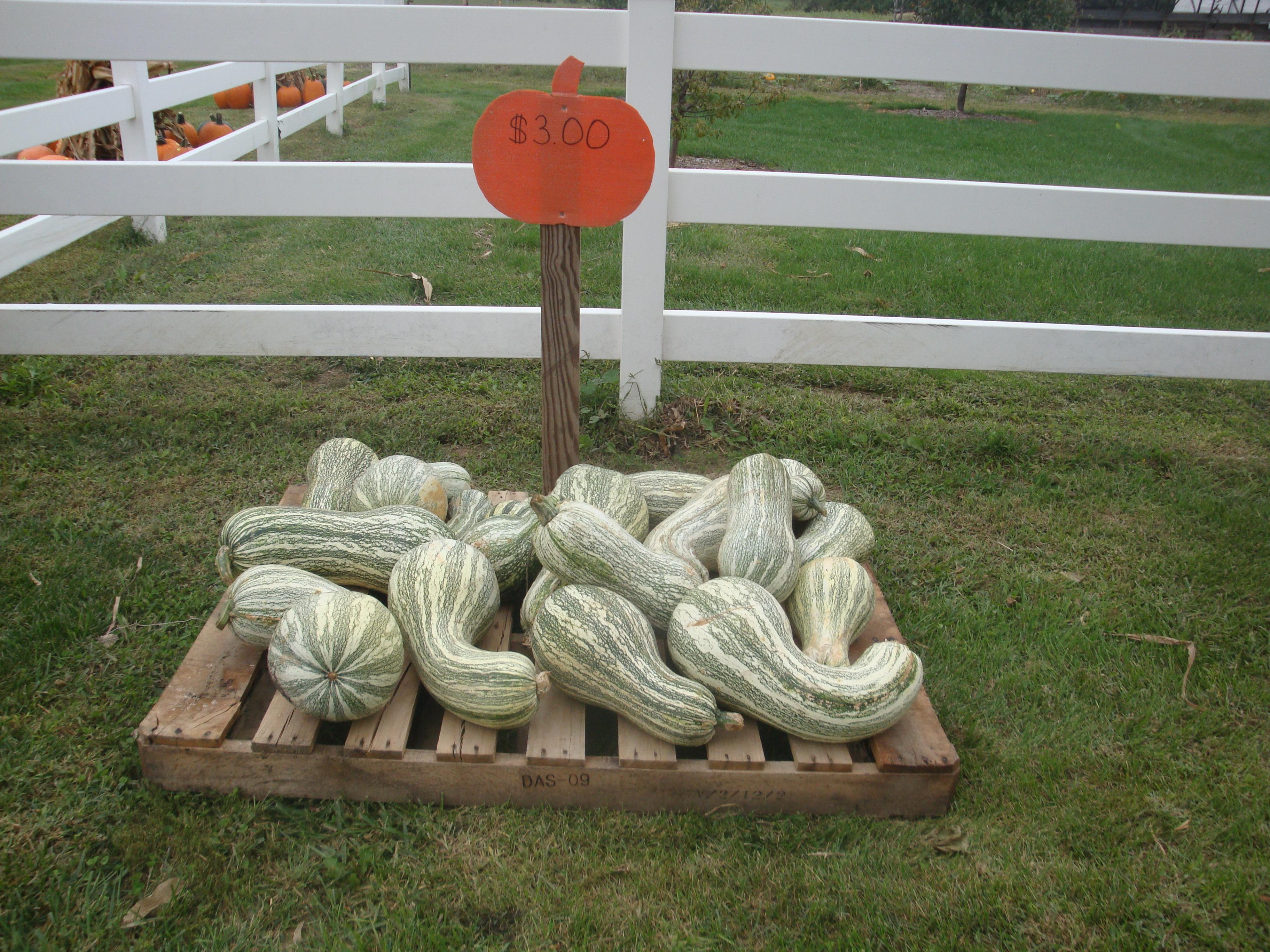 PP_white_gourds