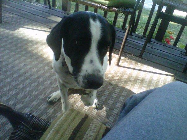 Jonis_dog