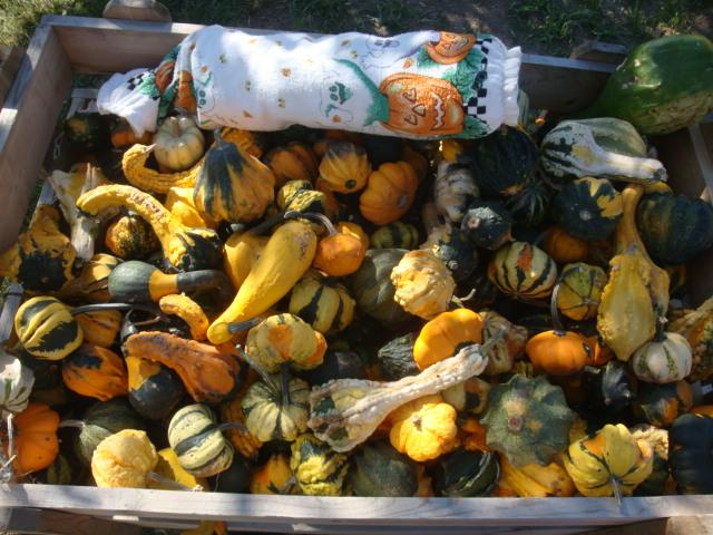 Punkin_2