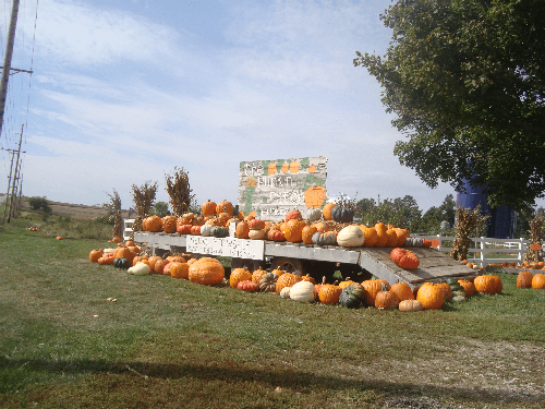 PP_pumpkins