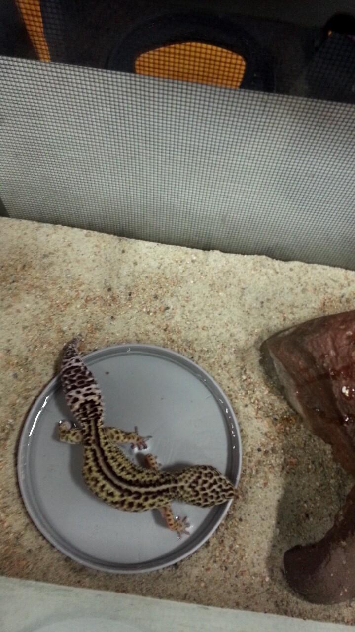 gecko