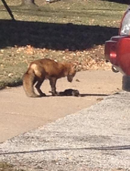 fox2